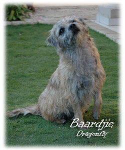 Baardjie is our main girl at Blamich Border Terriers