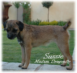 Sussie, at 8 months old,  also a new addition to Blamich Border Terriers