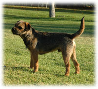 Merlin (Mystic Magic) Blamich Border Terrier