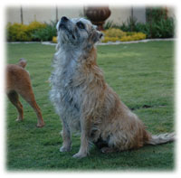 Baardjie our favourite Blamich Border Terrier girl