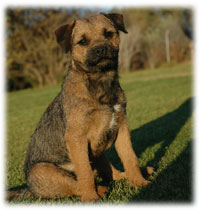 Merlin Mystic Magicat 8 months old