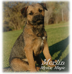 Blamich - Border Terrier Kennel  stud  Merlin