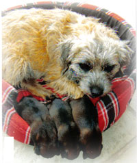 Baardjie with her current litter of 3