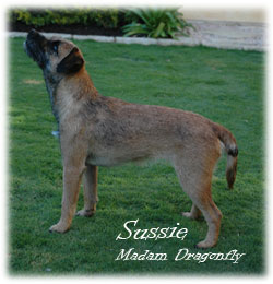 Blamich - Border Terrier Kennel parent Sussie