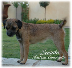Sussie, at 8 months old, also a new addition to Blamich Border Terriers